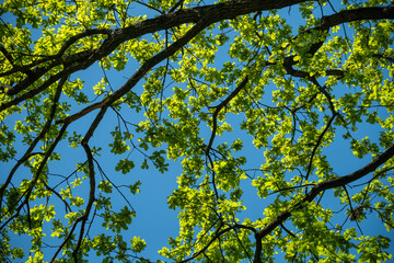 Tree branches with green spring leaves against blue sky. Bottom view of oak canopy. Nature background. Forest and springtime growth concept.