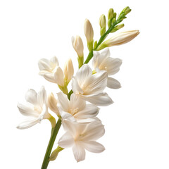  tuberose isolated on white and transparent background.