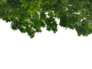 Image of a branch with green leaves of a big tree growing beautifully isolated on a png file on a transparent background.