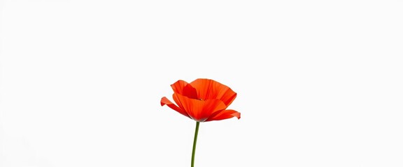 Obraz premium Single red poppy, elegant long stem, pure white background, simple beauty, simplicity, single flower