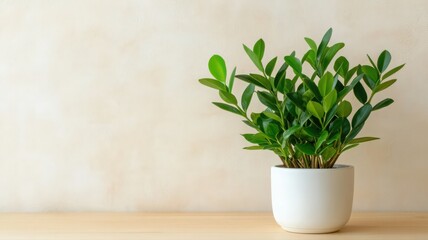 Fototapeta premium Close Up of ZZ Plant in White Pot on Wooden Surface
