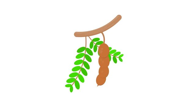 tamarind fruit on white background. fruit theme. simple animation, motion graphics