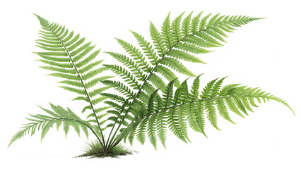 Illustrated Fern Plant Cluster with Bright Green Fronds on Transparent Background for Eco Design Decor and Botanical Themes