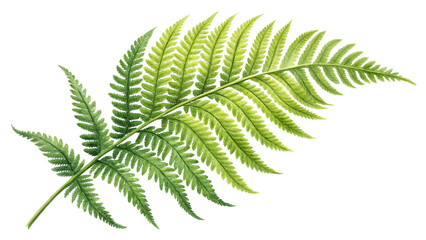Vibrant Green Fern Frond Isolated on Transparent Background for Botanical Art Nature Decor or Eco Design