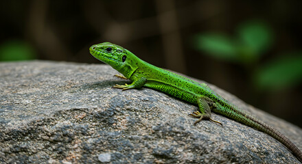 Fototapeta premium lizard, green lizard, reptile, Green Lizard on Rock