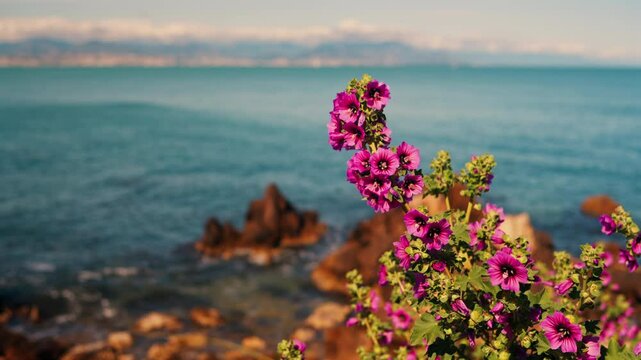 Close up of pink mallow flowers with the Mediterranean sea on the background