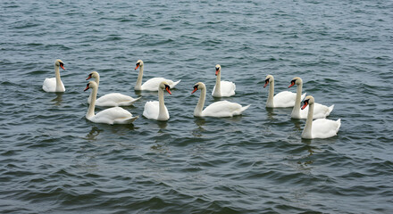 swans,  swan,  white swan, Majestic Swans on a Rippling Lake