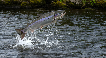 Obraz premium salmon, fish, jumping, Salmon leaping out of water