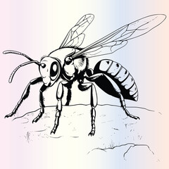 Wasp Coloring Page for Kids 