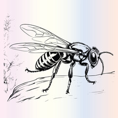 Wasp Coloring Page for Kids 
