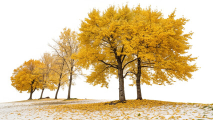 Golden Autumn Trees Along Gentle Hill Slope with Fallen Leaves on Transparent Background for Seasonal Landscape or Nature Art Projects