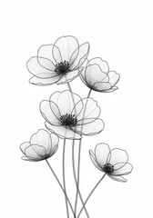 Minimalist Black and White Botanical Line Art Drawing of Delicate Anemone Flowers Illustration