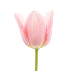 Fototapeta premium pink tulip isolated on white