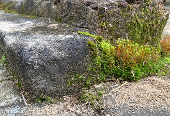 moss on stone