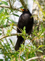 Amsel (Turdus merula)