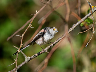 Schwanzmeise (Aegithalos caudatus)