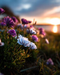 Purple flower white flower sunset nature garden bloom floral outdoor sunlight vibrant petals