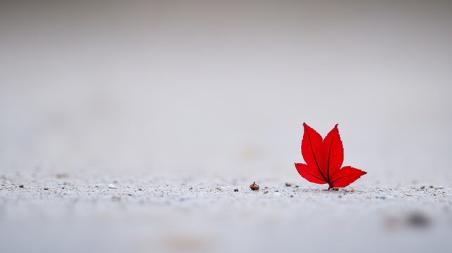 red maple leaf on black background