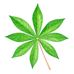 Obraz premium Green leaf with seven pointed lobes is beautifully rendered in watercolor painting style showing delicate veins and natural texture in vibrant green shades
