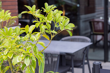 レストランのテーブル席と植木