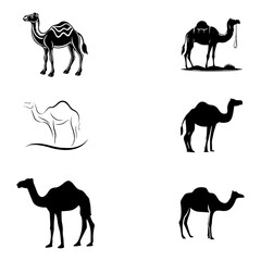 Black & White Camel
