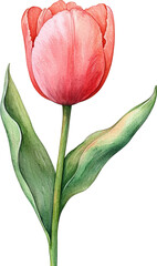 tulip flower 