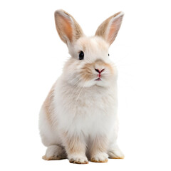 Obraz premium white rabbit isolated transparent background