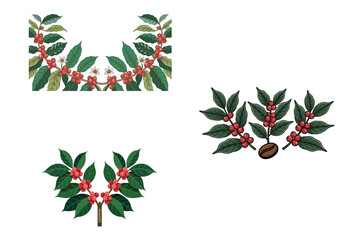 Coffee plant branches berries beans illustration design