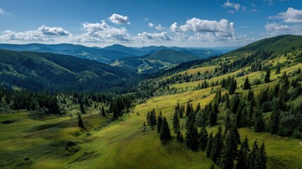 Fototapeta premium A breathtaking summer day in the Carpathian Mountains of Ukraine, where rolling green slopes meet dense coniferous forests under a radiant blue sky.