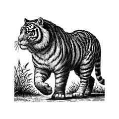 Vintage Tiger in forest Engraving Illustration, drawn in an engraved, woodcut style with fine details sketch engraving vector illustration. Scratch board imitation. Black and white image. flat vector 