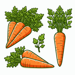 fresh carrot illustration 