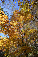 Climbing Mount Daibosatsurei, Yamanashi, Japan