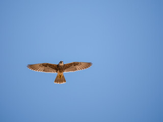 Lanner oder Lannerfalke (Falco biarmicus)