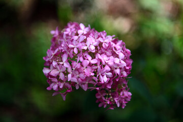 アジサイの花
