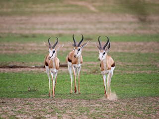 Springbock (Antidorcas marsupialis)
