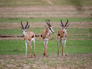 Naklejka premium Springbock (Antidorcas marsupialis)
