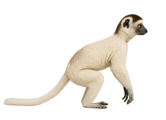 Obraz premium Side view of a Verreaux's sifaka sitting