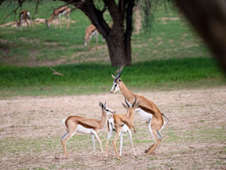 Springbock (Antidorcas marsupialis)