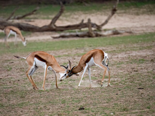 Springbock (Antidorcas marsupialis)