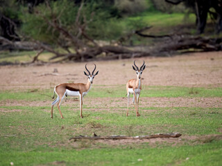 Springbock (Antidorcas marsupialis)