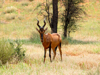 Südafrikanische Kuhantilope (Alcelaphus caama) in Namibia