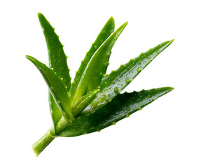 Obraz premium Natural Aloe Vera Leaf Cut White Background