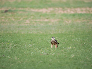 Lanner oder Lannerfalke (Falco biarmicus)