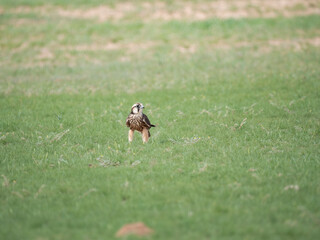 Lanner oder Lannerfalke (Falco biarmicus)