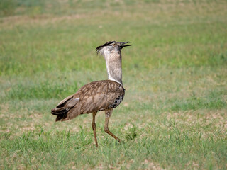 Obraz premium Riesentrappe (Ardeotis kori)