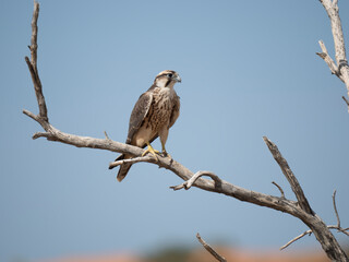 Lanner oder Lannerfalke (Falco biarmicus)