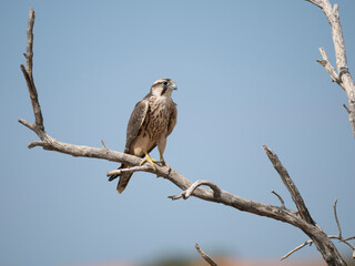Lanner oder Lannerfalke (Falco biarmicus)
