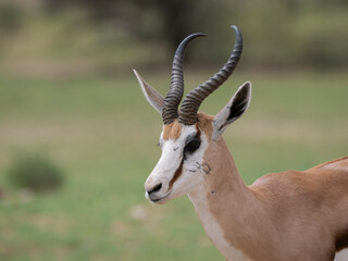 Fototapeta premium Springbock (Antidorcas marsupialis)
