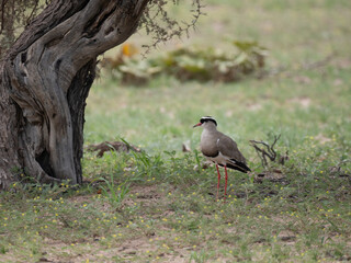 Kronenkiebitz (Vanellus coronatus)