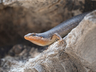 Skink in der Kalahari, Namibia